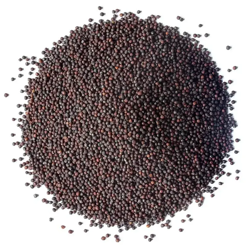 Organic Broccoli Seeds — organic microgreen seeds from SAGreens