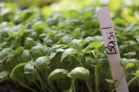 Basil Microgreens — fresh microgreens grown in Pune