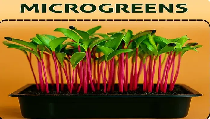 Beetroot Microgreens — fresh microgreens grown in Pune