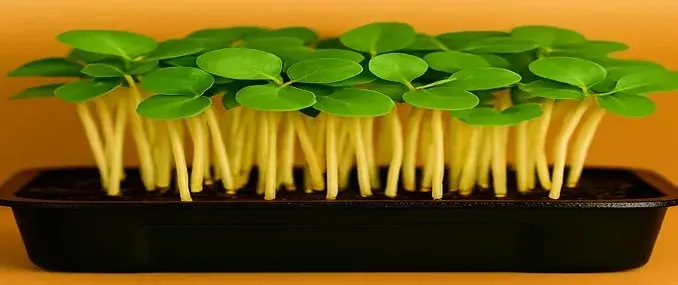 Cabbage Green Microgreens — fresh microgreens grown in Pune