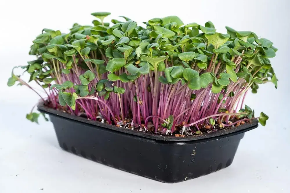 Radish Microgreens — fresh microgreens grown in Pune