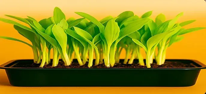 Corn Microgreens — fresh microgreens grown in Pune