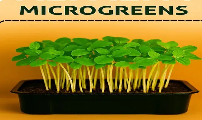 Fenugreek Microgreens — fresh microgreens grown in Pune