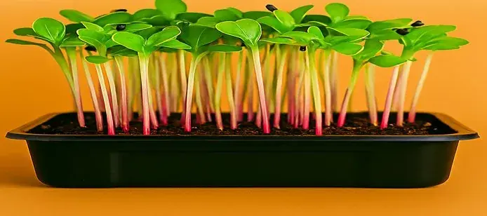 Green Pak Choi Microgreens — fresh microgreens grown in Pune
