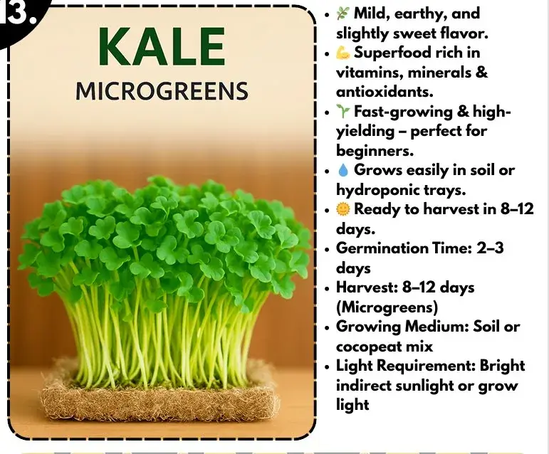 Kale Microgreens — fresh microgreens grown in Pune