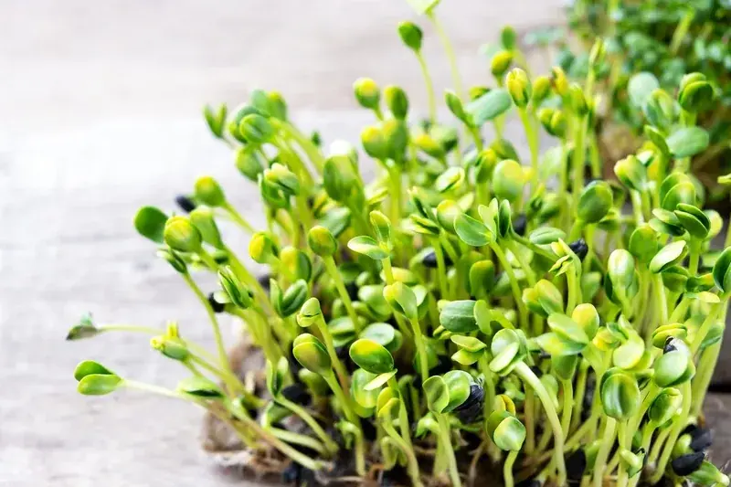 Sunflower Microgreens — fresh microgreens grown in Pune