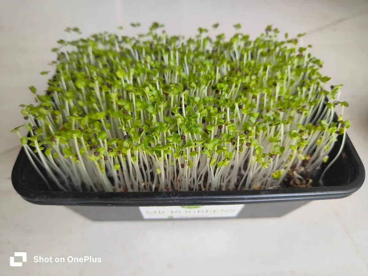 Mustard Microgreens — fresh microgreens grown in Pune