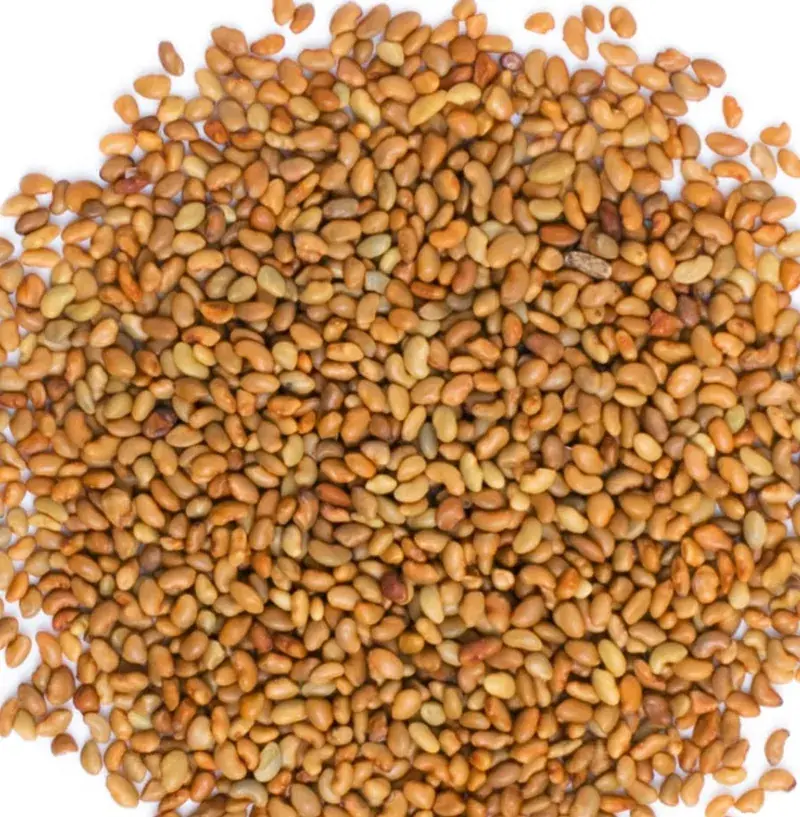 Organic Alfalfa Seeds (अल्फा अल्फा) — organic microgreen seeds from SAGreens