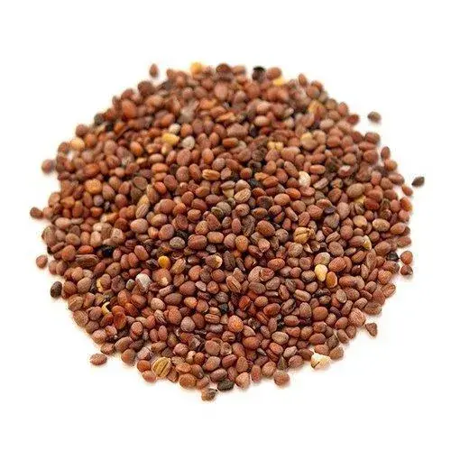 Organic Chinese Pink Radish Seeds — organic microgreen seeds from SAGreens