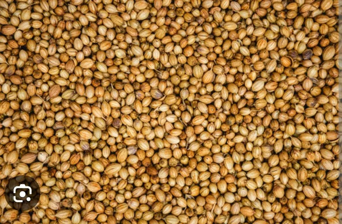 Organic Coriander Seeds — organic microgreen seeds from SAGreens