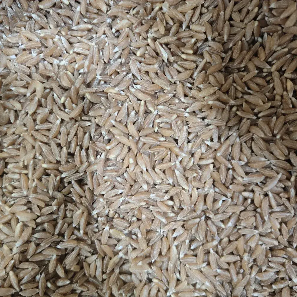 Organic Khapli Wheat Seeds (Emmer Wheat / खपली गेहूं) — organic microgreen seeds from SAGreens