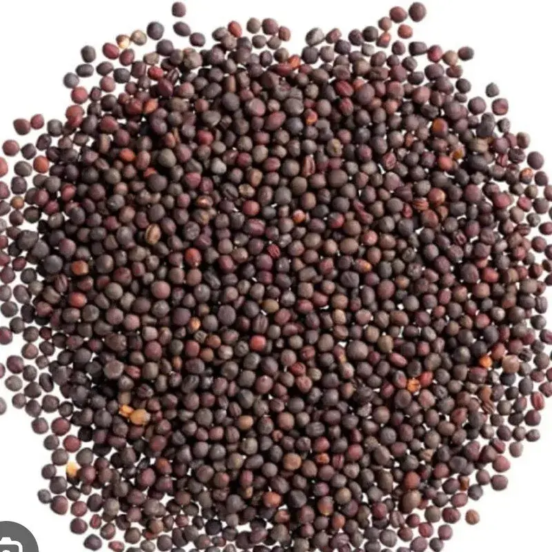 Organic Kohlrabi Seeds — organic microgreen seeds from SAGreens