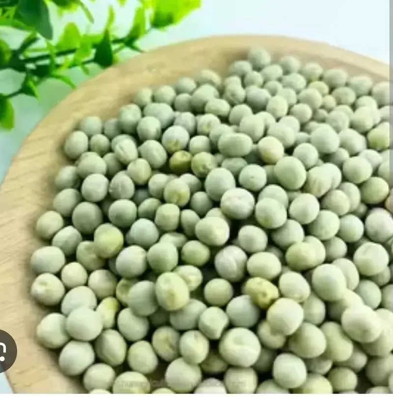 Organic Pea Shoot Seeds — organic microgreen seeds from SAGreens