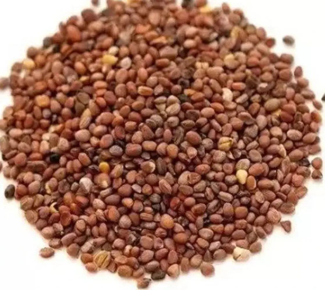 Organic Purple Sango Radish Seeds — organic microgreen seeds from SAGreens