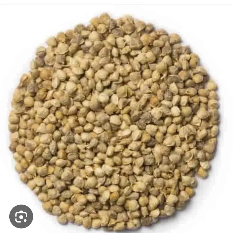 Organic Spinach Seeds — organic microgreen seeds from SAGreens