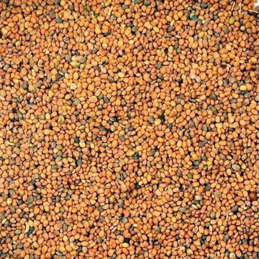 Organic Taramira Seeds (तारामीरा / Rocket Arugula) — organic microgreen seeds from SAGreens