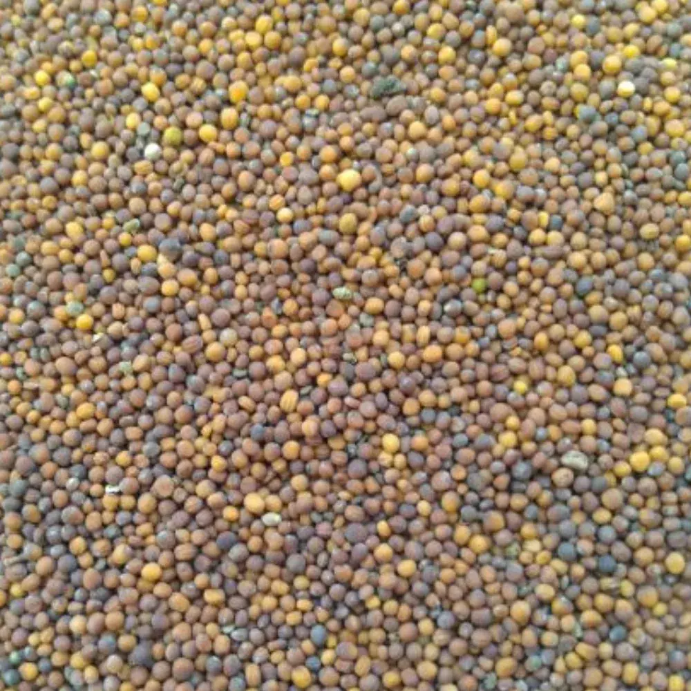 Organic Turnip Seeds (शलजम / शलगम) — organic microgreen seeds from SAGreens