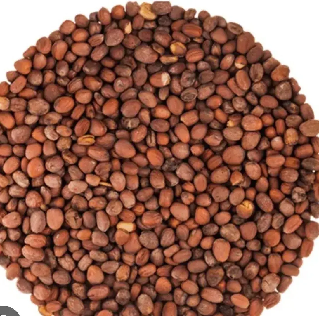 Organic White Radish Seeds — organic microgreen seeds from SAGreens