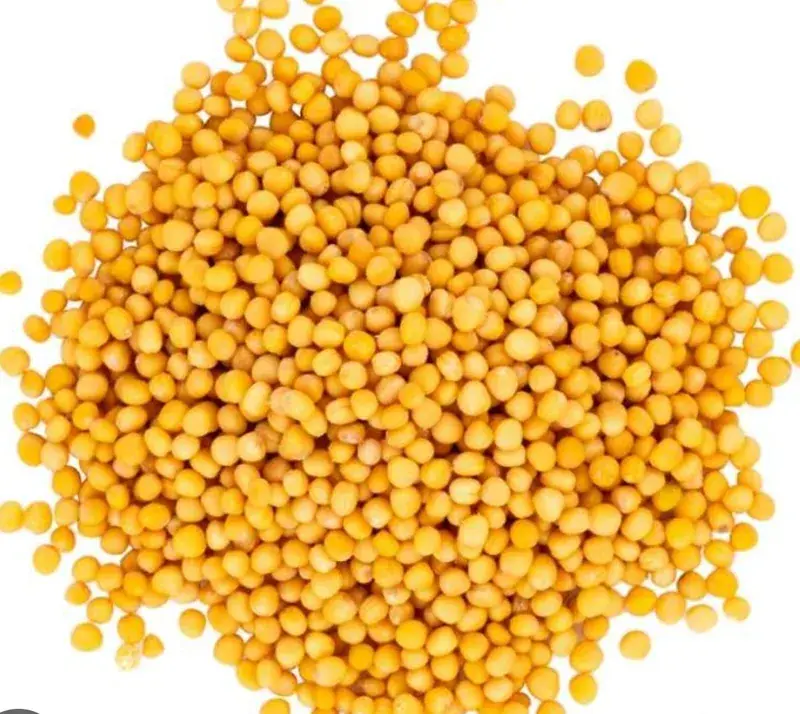 Organic Yellow Mustard Seeds — organic microgreen seeds from SAGreens