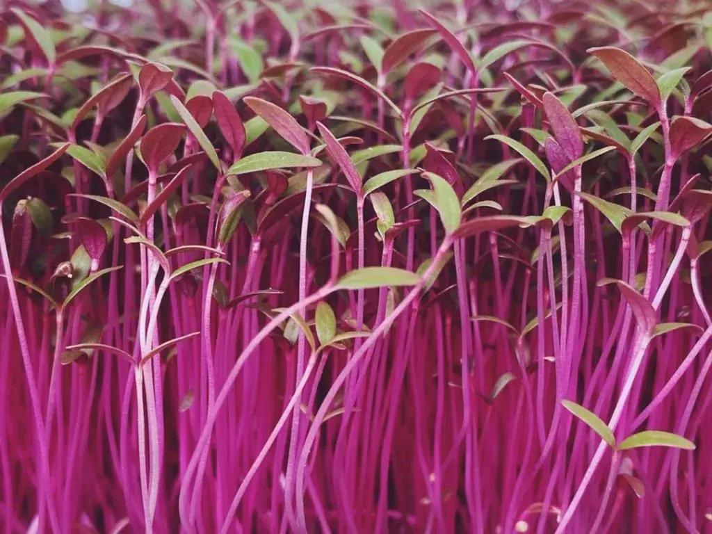 Red Amaranthus Seeds — organic microgreen seeds from SAGreens