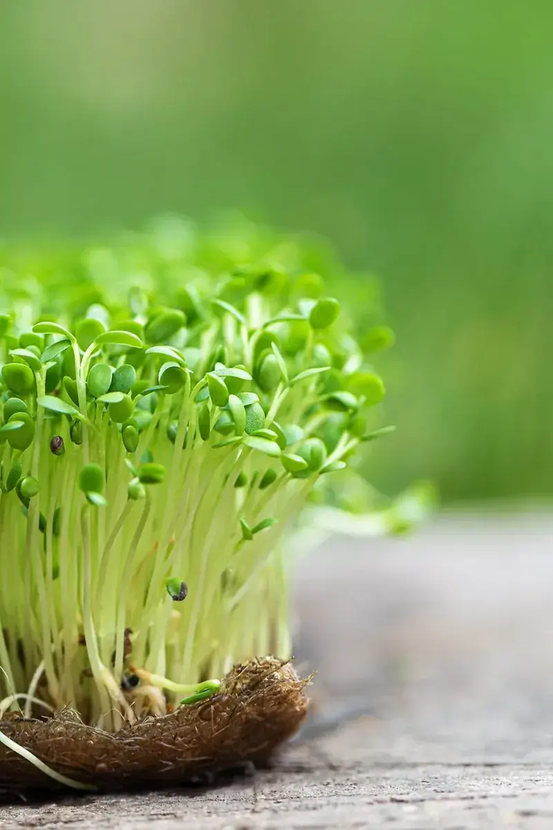 Pea Shoots — fresh microgreens grown in Pune