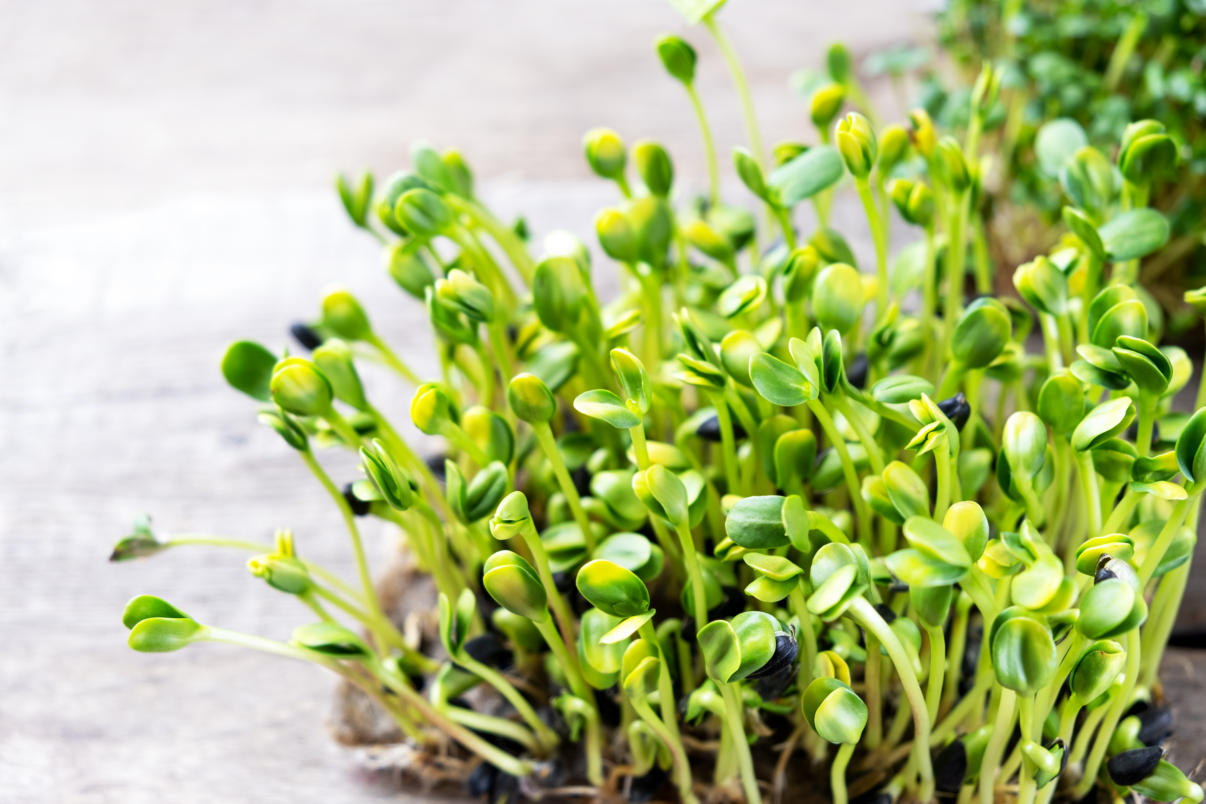 Sunflower Microgreens